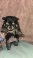 Smores , a female Pomeranian for sale in Grants Pass, OR – 2 of 5