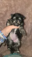 Smores , a female Pomeranian for sale in Grants Pass, OR – 5 of 5
