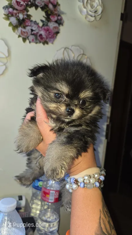 Smores  – Pomeranian puppy for sale in Grants Pass, OR