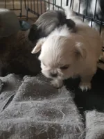 Violat , a female Pekingese and Pomeranian for sale in Grants Pass, OR – 2 of 4