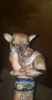 Itty bitty, a male Chihuahua for sale in Grants Pass, OR – Photo 3 of 6