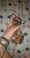 Itty bitty, a male Chihuahua for sale in Grants Pass, OR – Photo 5 of 6