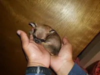 Itty bitty, a male Chihuahua for sale in Grants Pass, OR – Photo 6 of 6