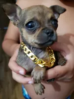Itty bitty, a male Chihuahua for sale in Grants Pass, OR – Photo 1 of 6