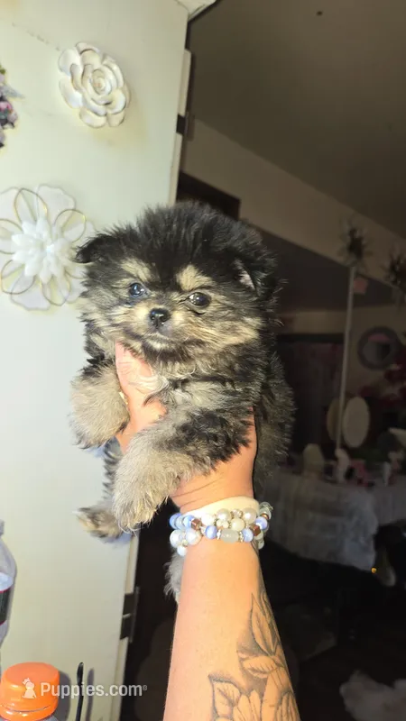 Smores  – Pomeranian puppy for sale in Grants Pass, OR