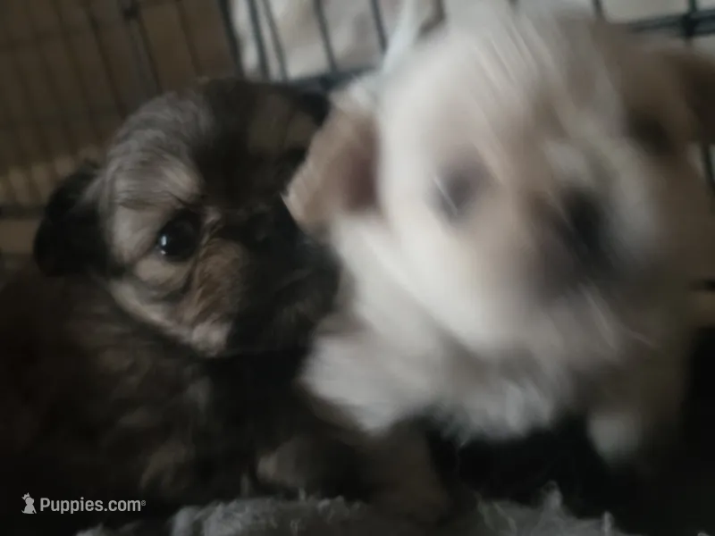 Violat  – Pekingese, Pomeranian puppy for sale in Grants Pass, OR