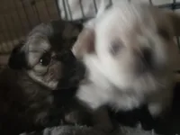 Violat , a female Pekingese and Pomeranian for sale in Grants Pass, OR – 1 of 4