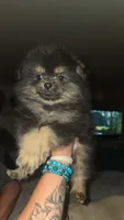 Dexter, a male Pomeranian for sale in Grants Pass, OR – 2 of 2