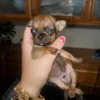 Itty bitty peekapoo, a male Peekapoo for sale in Grants Pass, OR – Photo 2 of 5
