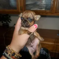 Itty bitty peekapoo, a male Peekapoo for sale in Grants Pass, OR – Photo 4 of 5