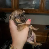 Itty bitty peekapoo, a male Peekapoo for sale in Grants Pass, OR – Photo 3 of 5