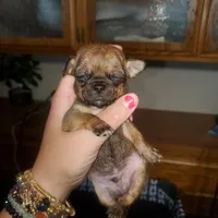 Itty bitty peekapoo, a male Peekapoo for sale in Grants Pass, OR – Photo 5 of 5
