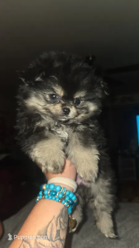 Smores  – Pomeranian puppy for sale in Grants Pass, OR