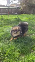 Pomeranian , a male Pomeranian for sale in Grants Pass, OR – Photo 7 of 7