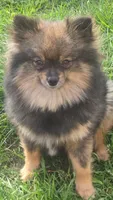 Pomeranian , a male Pomeranian for sale in Grants Pass, OR – Photo 6 of 7