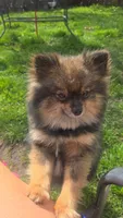 Pomeranian , a male Pomeranian for sale in Grants Pass, OR – Photo 1 of 7