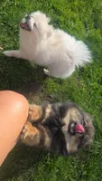 Pomeranian , a male Pomeranian for sale in Grants Pass, OR – Photo 4 of 7