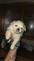 Marshmellow, a male Pomeranian for sale in Grants Pass, OR – 1 of 2