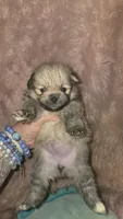 Maddie, a female Pomeranian for sale in Grants Pass, OR – 2 of 3