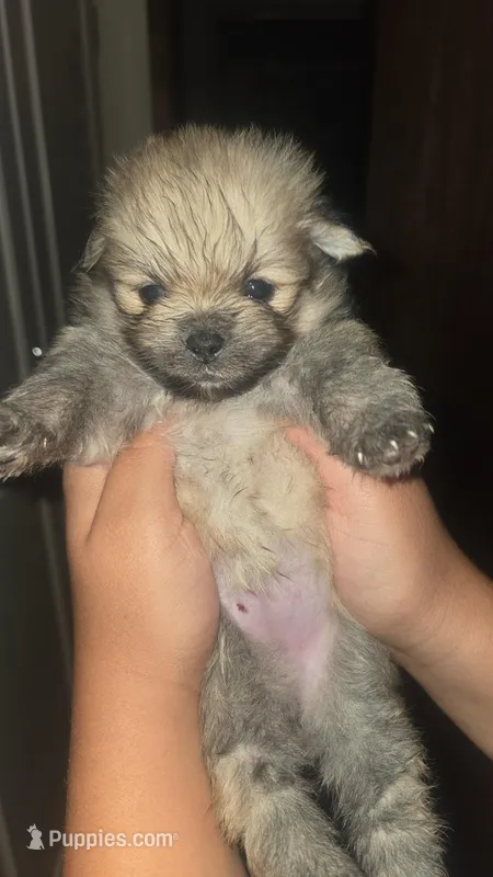 Maddie – Pomeranian puppy for sale in Grants Pass, OR