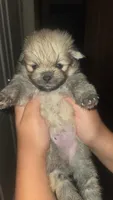 Maddie, a female Pomeranian for sale in Grants Pass, OR – 1 of 3