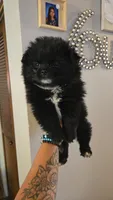 Denni, a male Pomeranian for sale in Grants Pass, OR – 3 of 7