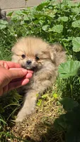 Oscar, a male Pomeranian for sale in Grants Pass, OR – 2 of 3