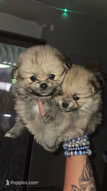 Mochi – Pomeranian puppy for sale in Grants Pass, OR