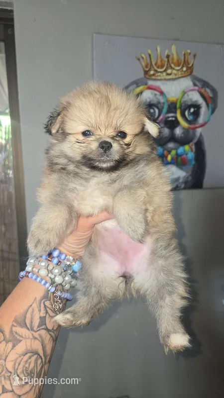 Maddie – Pomeranian puppy for sale in Grants Pass, OR