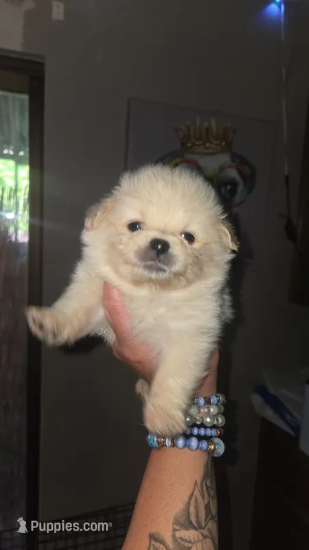 Marshmellow – Pomeranian puppy for sale in Grants Pass, OR