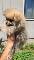 Oscar, a male Pomeranian for sale in Grants Pass, OR – 3 of 3