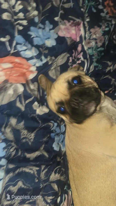 Sabastian, a male French Bulldog and Pug for sale in Grants Pass, OR – Photo 1 of 2