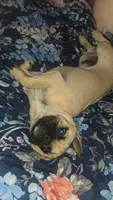 Sabastian, a male French Bulldog and Pug for sale in Grants Pass, OR – Photo 2 of 2