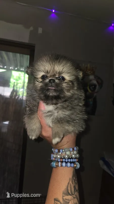 Tofu – Pomeranian puppy for sale in Grants Pass, OR