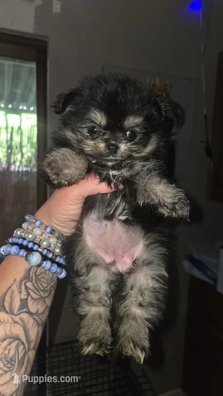 Smores  – Pomeranian puppy for sale in Grants Pass, OR