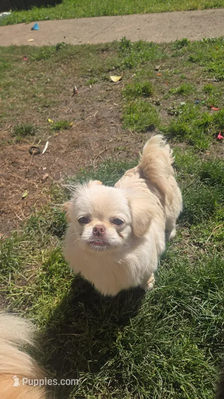 Lyla – Pekingese puppy for sale in Grants Pass, OR