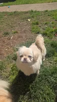 Lyla, a female Pekingese for sale in Grants Pass, OR – 1 of 5