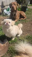 Lyla, a female Pekingese for sale in Grants Pass, OR – 3 of 5
