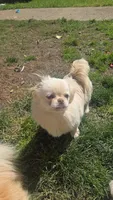 Lyla, a female Pekingese for sale in Grants Pass, OR – 4 of 5
