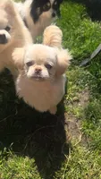 Lyla, a female Pekingese for sale in Grants Pass, OR – 2 of 5