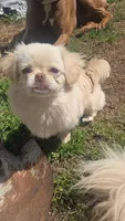 Lyla, a female Pekingese for sale in Grants Pass, OR – 5 of 5