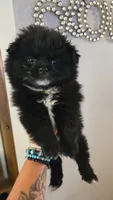Denni, a male Pomeranian for sale in Grants Pass, OR – 5 of 7