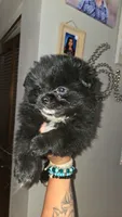 Denni, a male Pomeranian for sale in Grants Pass, OR – 4 of 7