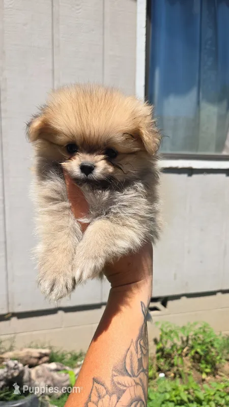 Oscar – Pomeranian puppy for sale in Grants Pass, OR