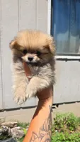 Oscar, a male Pomeranian for sale in Grants Pass, OR – 1 of 3