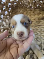 Lilo, a female Miniature Australian Shepherd for sale in Valatie, NY – 4 of 7