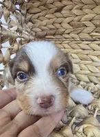 Flynn, a male Miniature Australian Shepherd for sale in Valatie, NY – 2 of 9