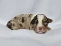 Flynn, a male Miniature Australian Shepherd for sale in Valatie, NY – 6 of 9