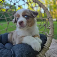 Lilo, a female Miniature Australian Shepherd for sale in Valatie, NY – 2 of 7