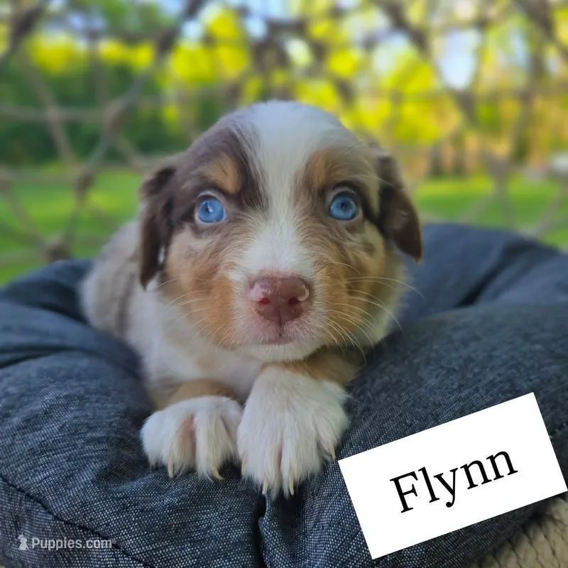 Flynn – Miniature Australian Shepherd puppy for sale in Valatie, NY